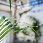Eunomia فيلة