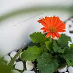 Eunomia فيلة